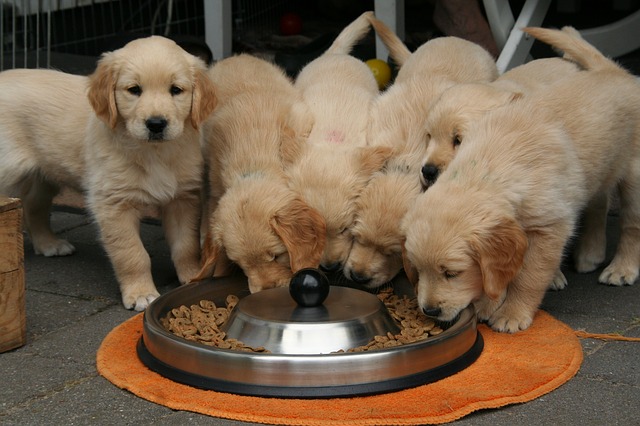 Nutrizione veterinaria