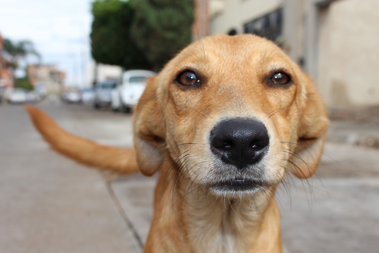 Maltrattamento animali, medico veterinario