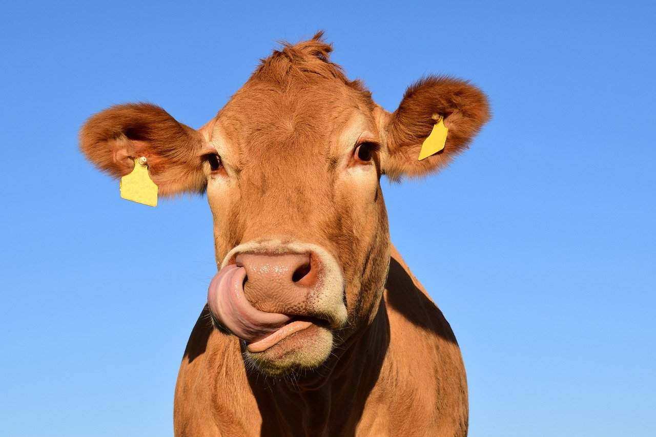 Piano Nazionale Benessere Animale