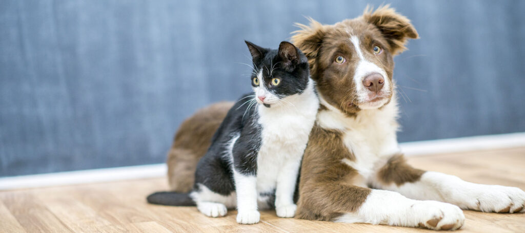 allergie prevenzione trattamento cane e gatto