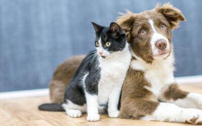 allergie prevenzione trattamento cane e gatto