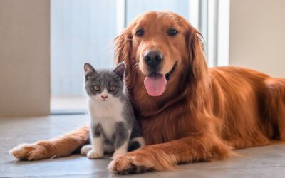 pulci e zecche - cane e gatto