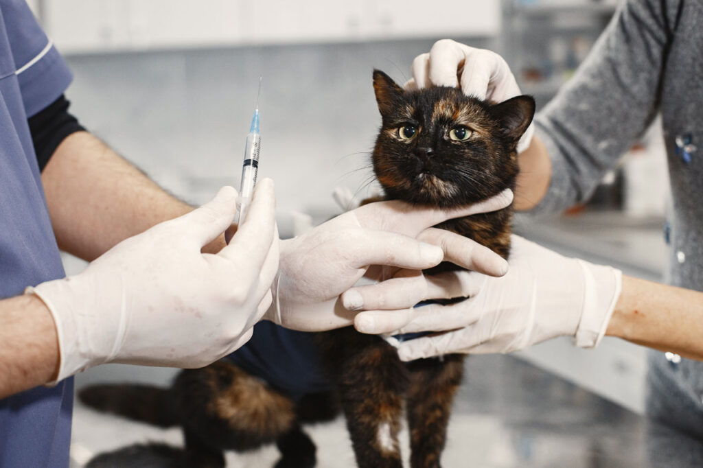 vaccinazione-gatto-core-obbligatorie