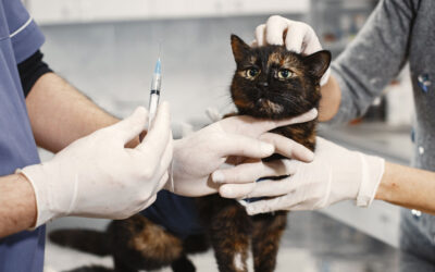 vaccinazione-gatto-core-obbligatorie
