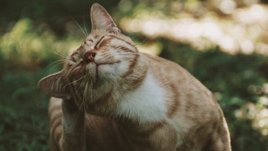 dermatite nel gatto - prevenzione e cura