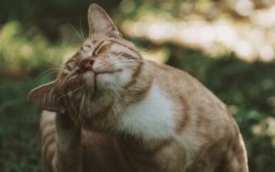 dermatite nel gatto - prevenzione e cura
