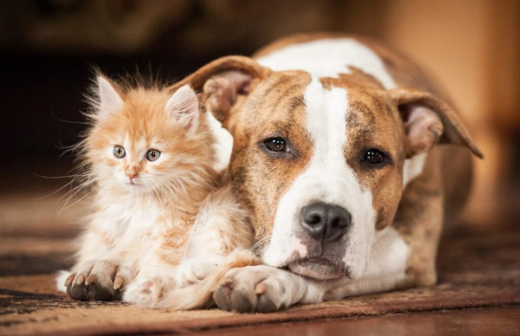 gastroenterite cane e gatto