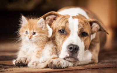 gastroenterite cane e gatto