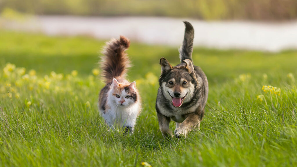 rogna nel cane e nel gatto
