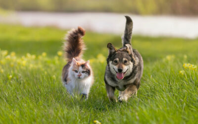 rogna nel cane e nel gatto