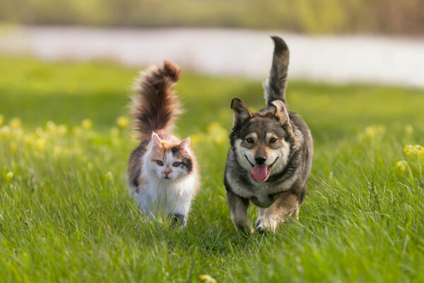 rogna nel cane e nel gatto