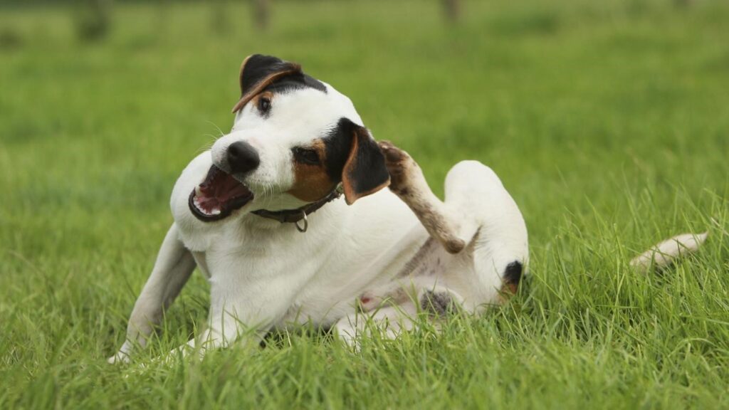 tigna nel cane e nel gatto