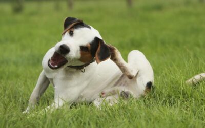 tigna nel cane e nel gatto