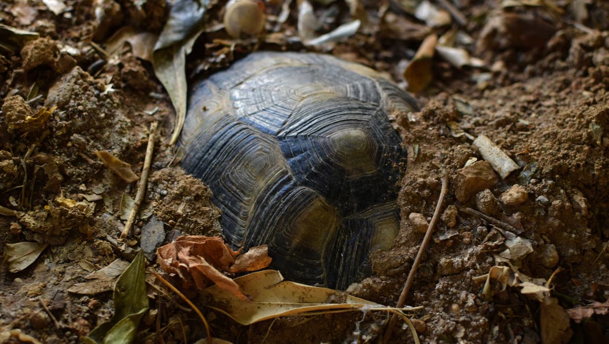letargo tartarughe di terra