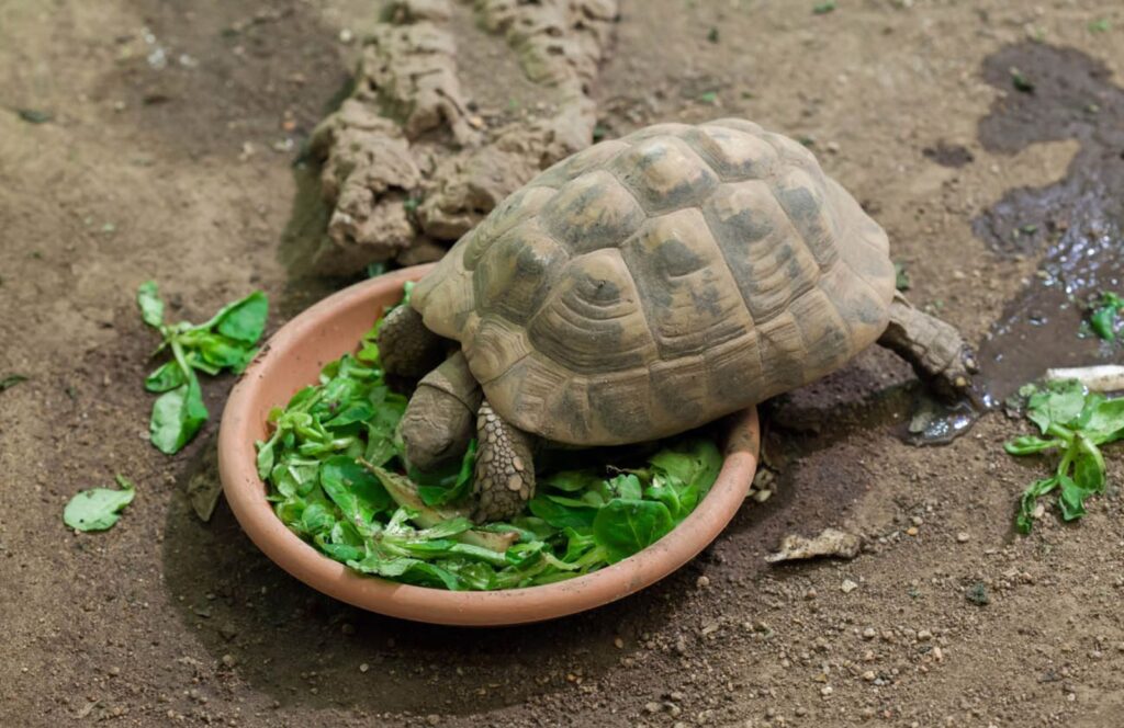 alimentazione ideale tartarughe di terra
