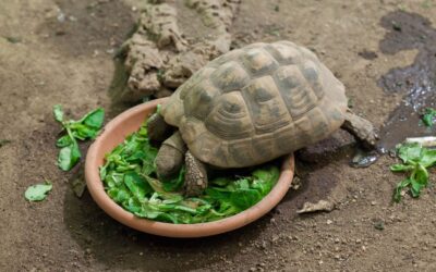 alimentazione ideale tartarughe di terra